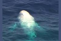  أمضى 3 أيام في بطن حوت