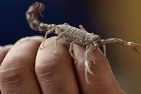 يدخّنون العقارب لبلوغ النشوة