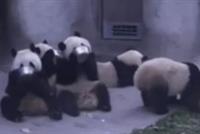  بالفيديو ... الباندا ينظف الأطباق بعد تناول الوجبات