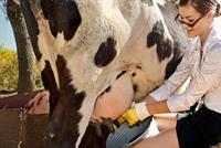 آلو..الشرطة: أعيدوا زوجتي لتربّي الأبقار