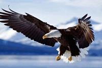 للمرّة الأولى: نسر يسقط طائرة ويقتل من بداخلها!