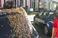 طاردوا السيارة ليومين.. لإنقاذ الملكة!