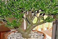 ضعوا هذه النبتة في منزلكم لجذب المال!