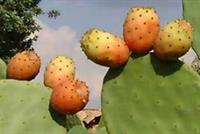 الصبار يخفض مستويات السكر في الدم