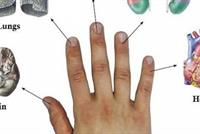 كل إصبع مرتبط بعضوين من أعضاء جسمك: طريقة يابانية تعالجك في 5 دقائق