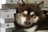 إبن ملياردير يشتري 8 أيفون 7 لكلبه كوكو