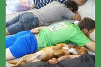 كلب يسلم نفسه ويرفع العشرة 