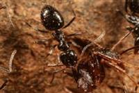 أنواع جديدة من النمل قد تغزو العالم