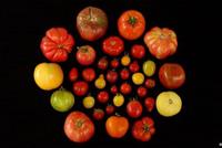 ما سر نكهة الطماطم اللذيذة؟