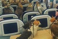 حجز 80 مقعدا لصقوره على متن الطّائرة!