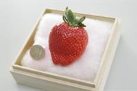 أغلى حبة فراولة في العالم