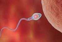  العدد الطبيعي للحيوانات المنوية عند الرجل 