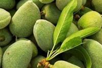 ما الذي تخفيه حبات اللوز الأخضر من فوائد!