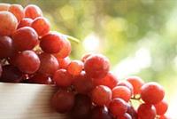  كيف تساعد بذور العنب على حماية الأسنان وتقويتها؟