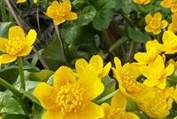  هل صحيح أنّ التحديق باللون الأصفر يؤدي إلى الإصابة بالاكتئاب؟