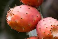 فوائد الصبار لعلاج الأمراض المستعصية