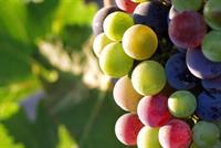 هذا ما يفعله العنب بالأسنان