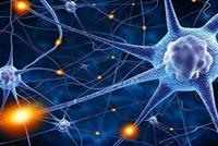 إطالة العمر في المستقبل قد تصبح ممكنة