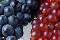  يحمي من تصلب الشرايين ويقي من السرطان.. تعرف على أهم فوائد العنب 