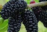 أطعمة ومشروبات تخفف آلام المفاصل