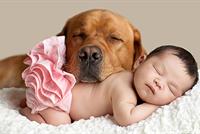 الكلاب تقوي مناعة الأطفال ضد الحساسية والربو