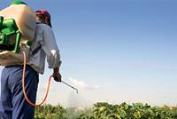 الخضروات والفواكه المرشوشة بالمبيدات تقلل فرص الحمل