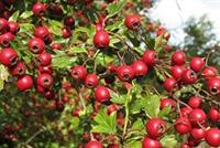 الزعرور.. نبتة خريفية تقي من 9 أمراض 