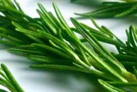 عشبة تحارب العديد من الأمراض