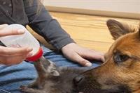 متى أصبح الكلب صديقا للإنسان؟