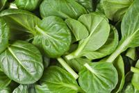 تناول السبانخ يومياً لزيادة مهارات التفكير والذاكرة 