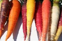 هل سمعتم بالجزر الأحمر؟ هذه فوائده المذهلة