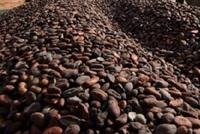  هل تواجه الشوكولاتة 