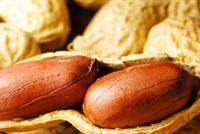 دواء جديد لعلاج الأطفال من حساسية الفول السوداني