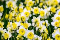 هذه النباتات فعالة في علاج السرطان