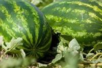 البطيخ يثير الرعب في أستراليا