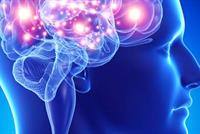 الدماغ يتوقف عن إنتاج خلايا الذاكرة في هذا العمر