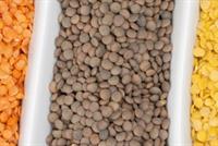 العدس مقاوم للضغط المرتفع