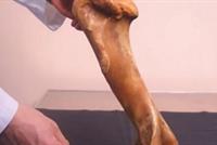 علماء روسيا يطورون 