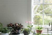 ضعوا هذه النباتات في منازلكم وتخلصوا من الذباب والبعوض في الصيف