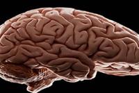 اختراق جديد يحيي أمل إنماء أدمغة في المختبر!