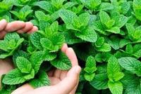 النعناع لعلاج الصداع سريعاً