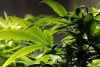 أكبر دراسة عن 