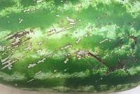 بنظرة فقط.. علامة لا تخطئ لاختيار البطيخة الحمراء