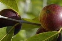 فاكهة مثاليّة لحرق الدهون وتخفيض الوزن