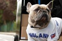 الرجل أم المرأة... أيهما أكثر فهما للكلاب؟