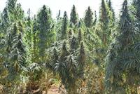 مطلوب 5 متذوقين محترفين للحشيش براتب خيالي