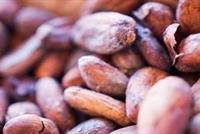 اكتشاف ميزات وفوائد جديدة للكاكاو