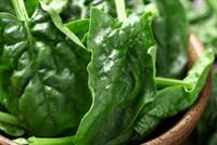 أهمية نبتة السبانخ لجسم الإنسان