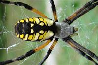 سم العناكب يساعد في مكافحة سرطان الجلد