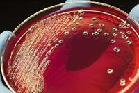  كيف تعمل الدورة الدموية بجسم الإنسان؟